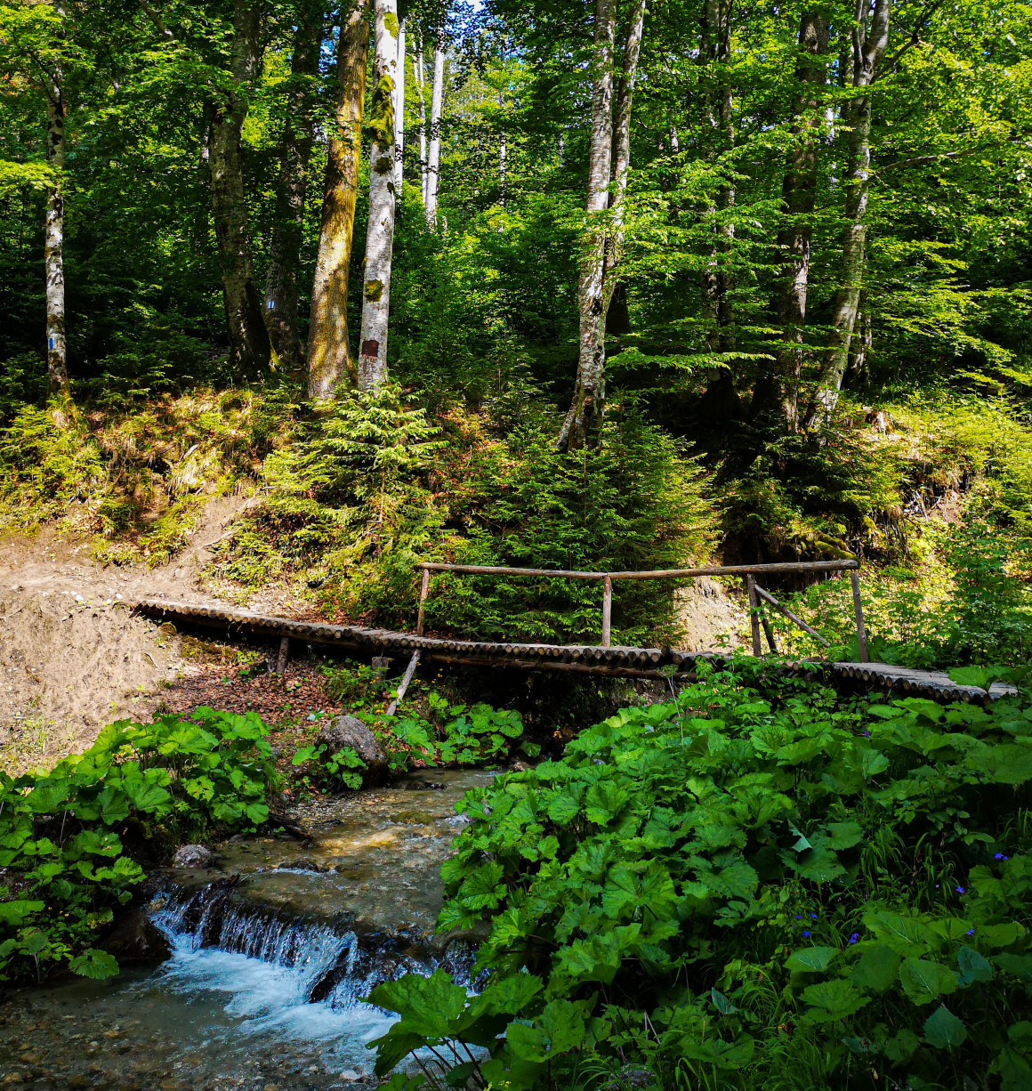 traseu cabana malaiesti