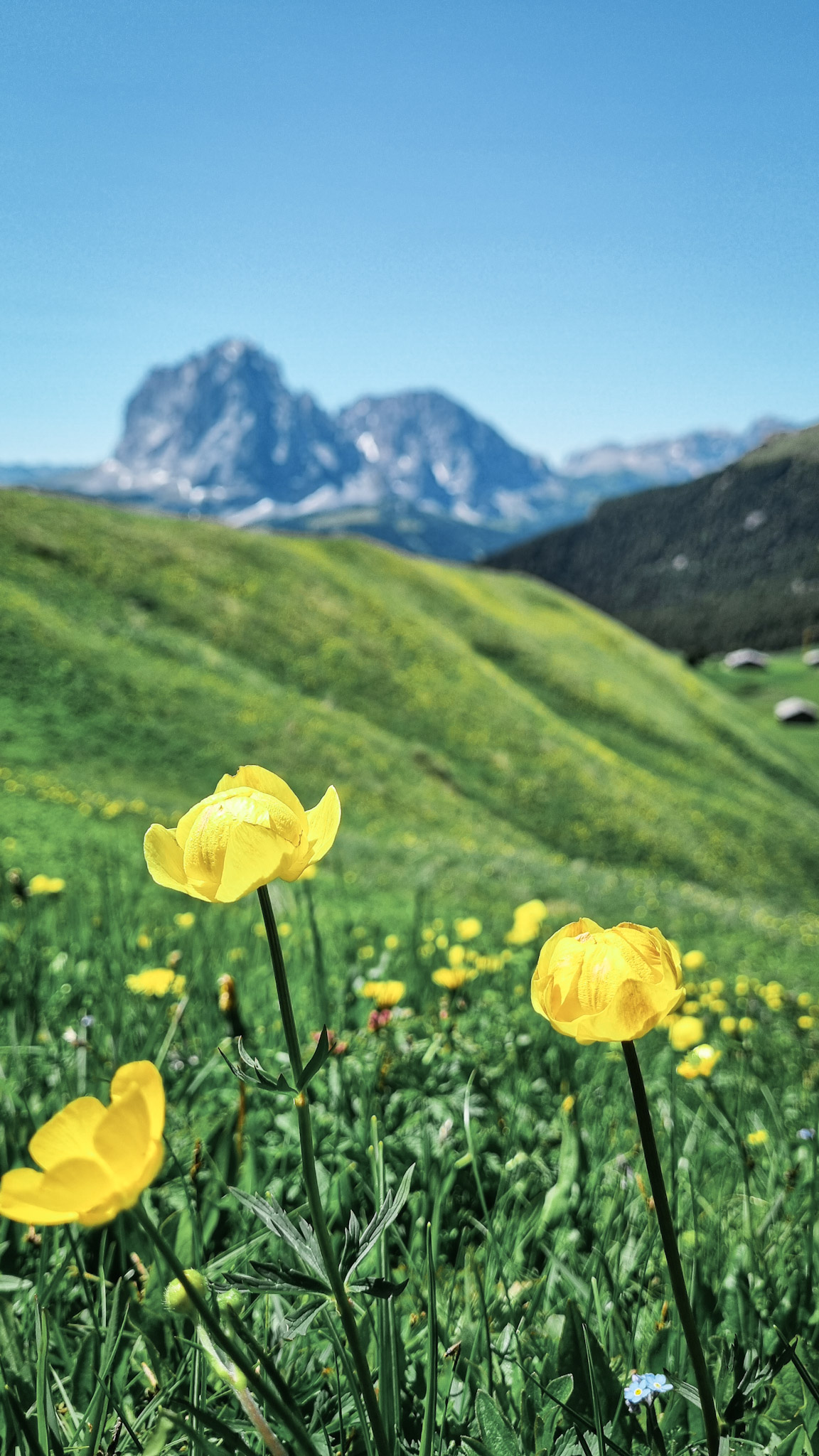 Seceda Dolomiti