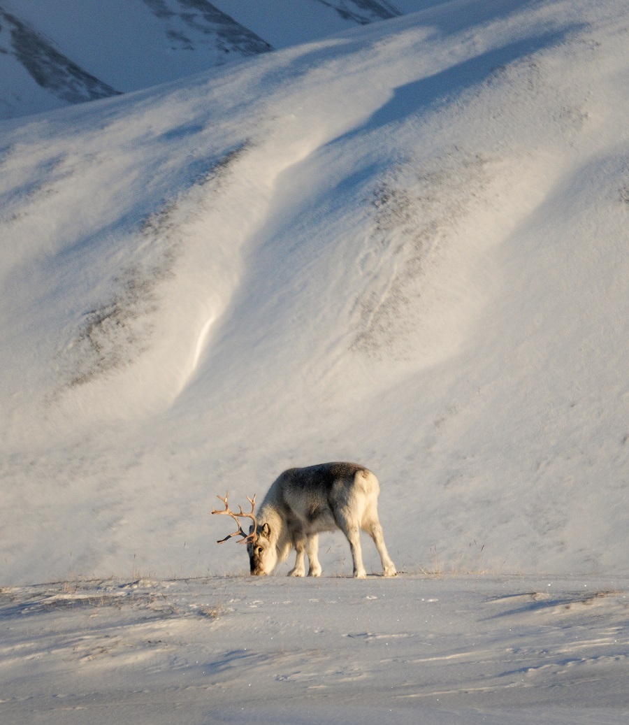 Reindeer Svalbard