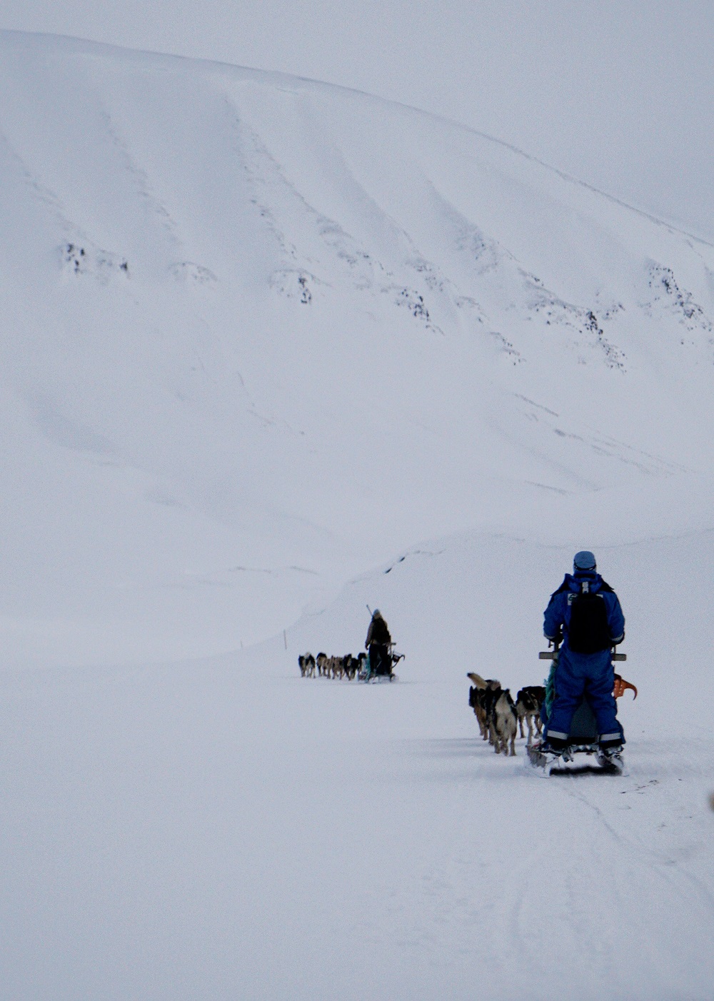 dog sledding Svalbard